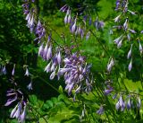 Hosta albomarginata