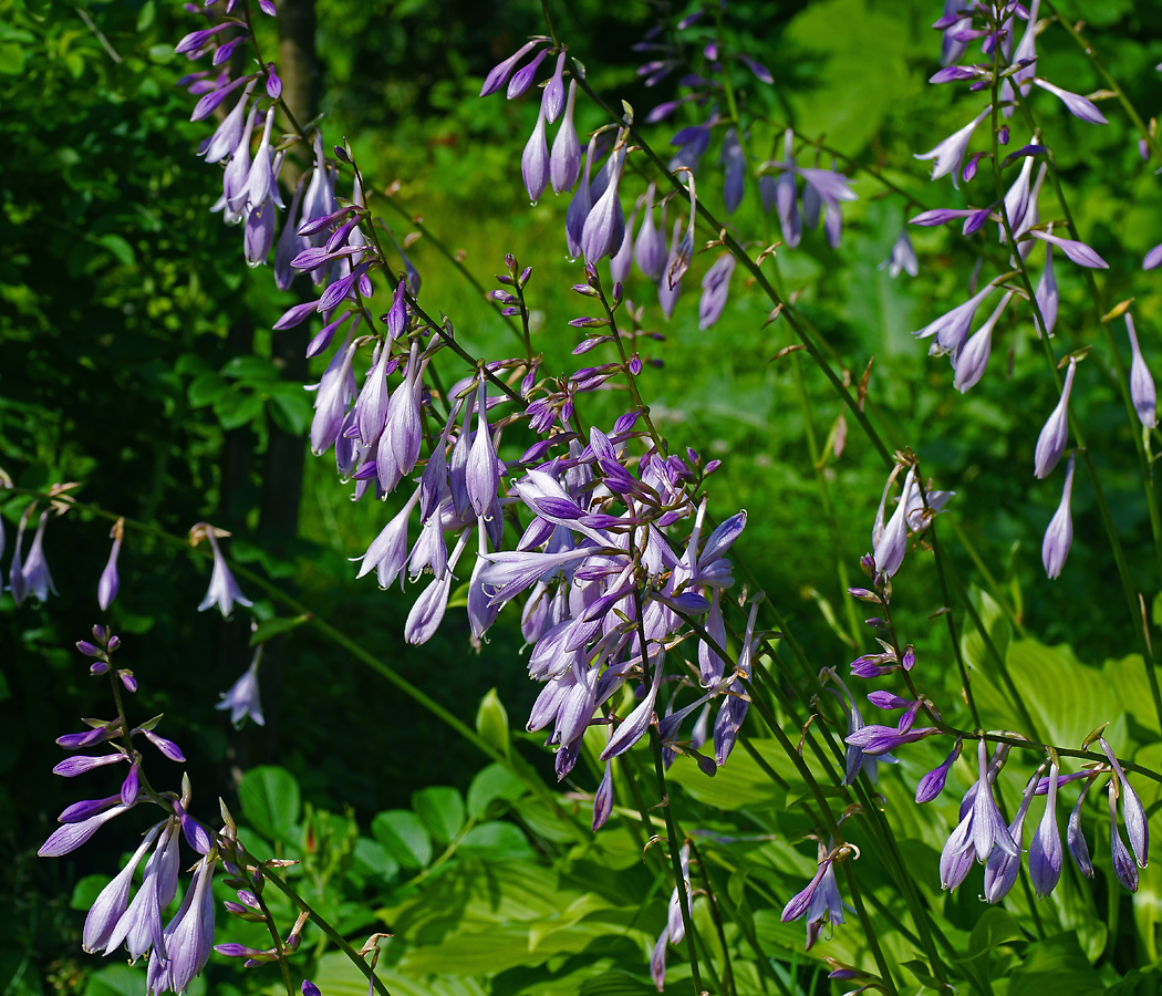 Изображение особи Hosta albomarginata.