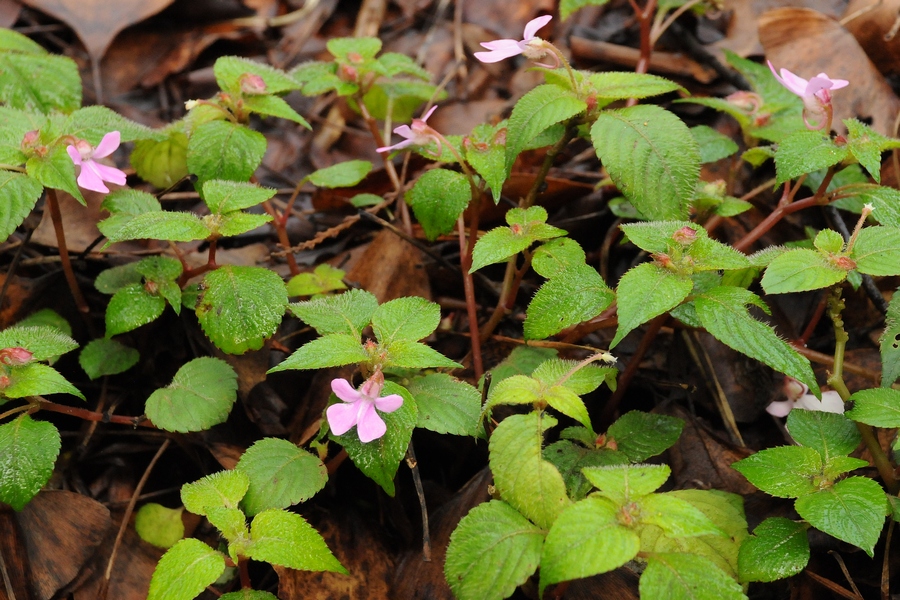 Изображение особи Impatiens arguta.