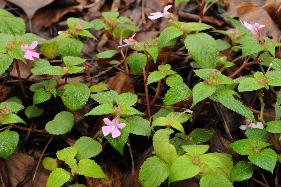 Image of Impatiens arguta specimen.