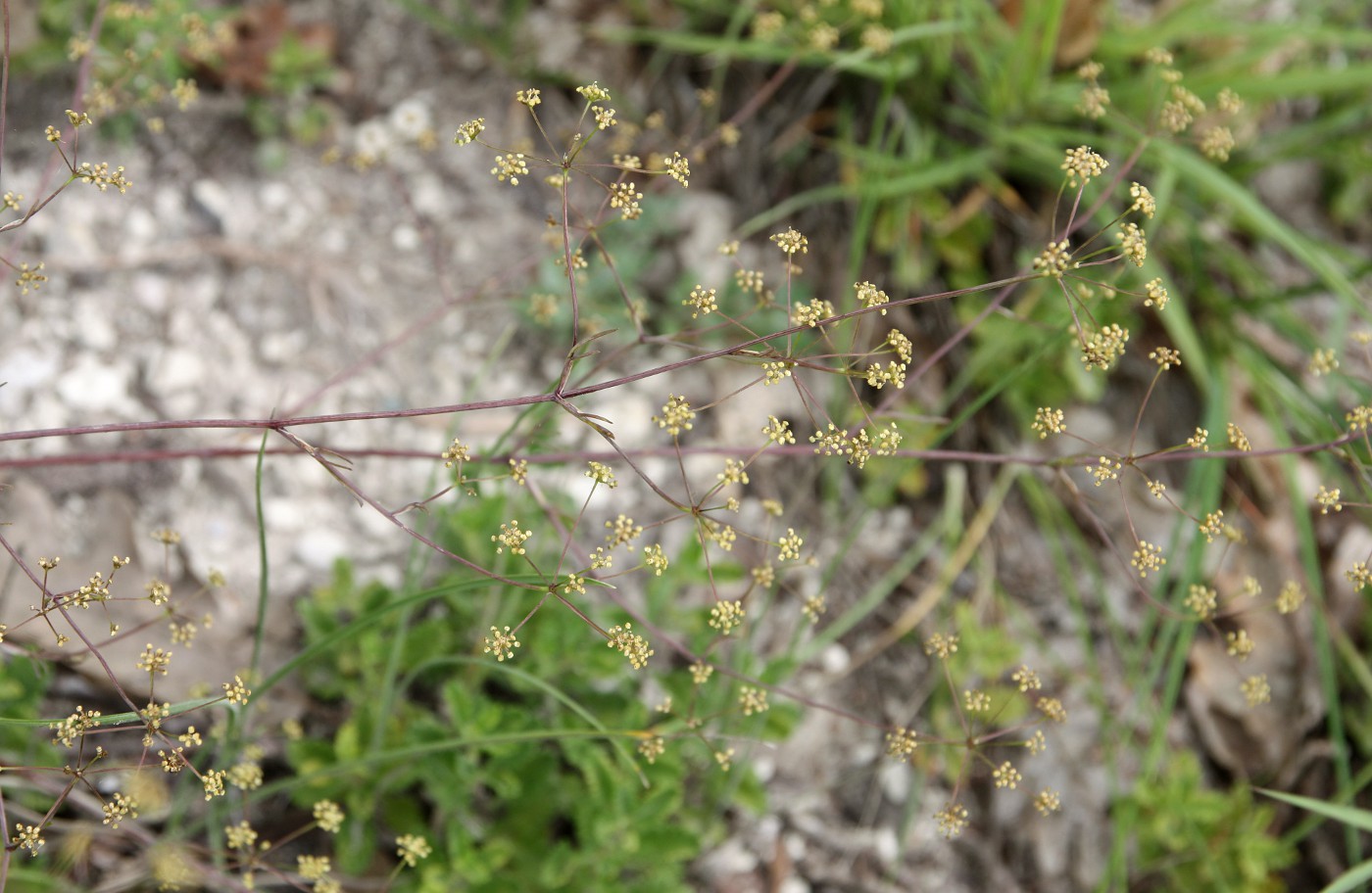 Изображение особи Rumia crithmifolia.