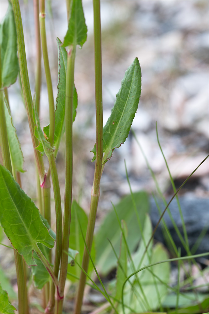 Изображение особи Rumex thyrsiflorus.