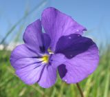 Viola oreades