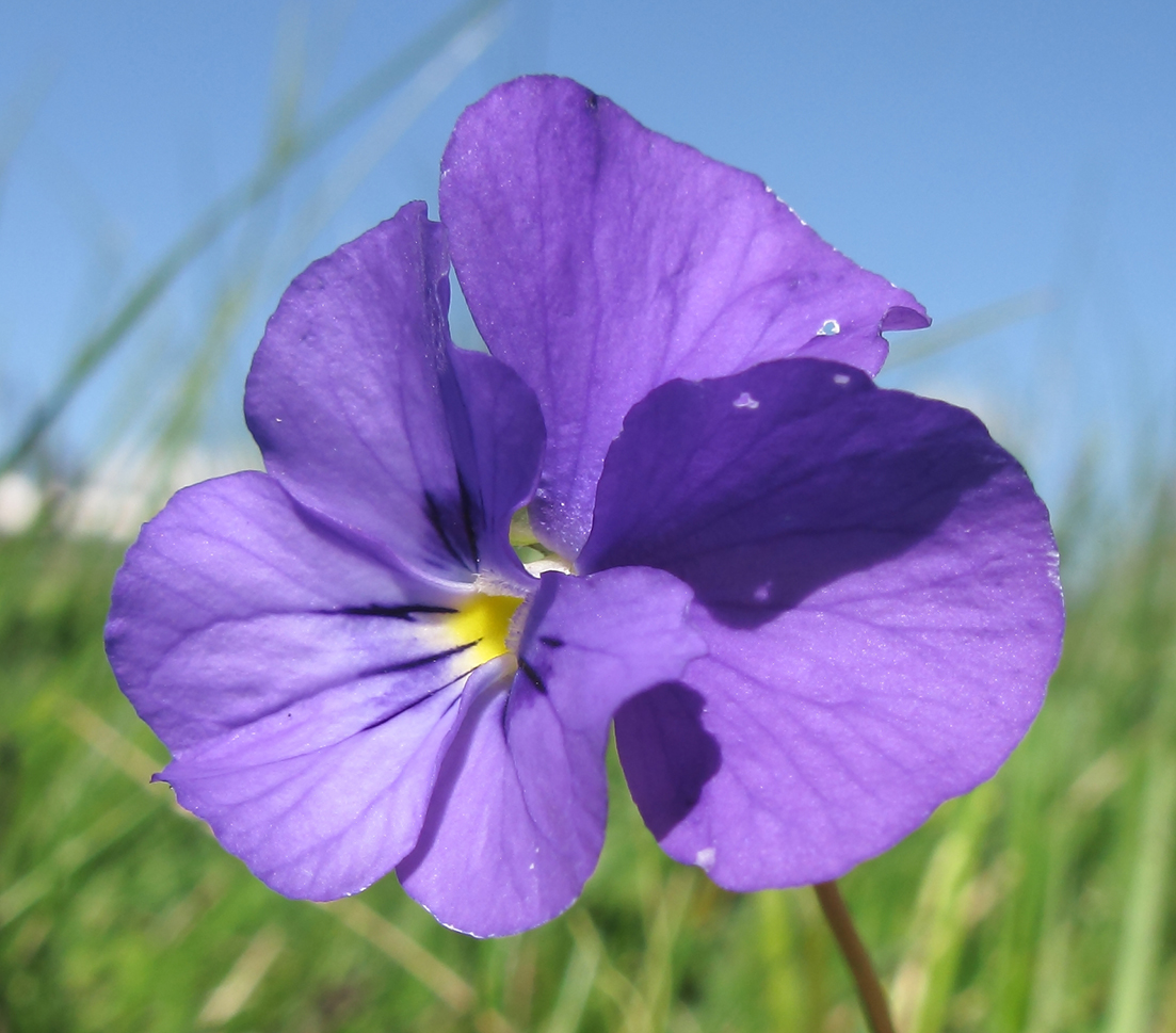 Image of Viola oreades specimen.