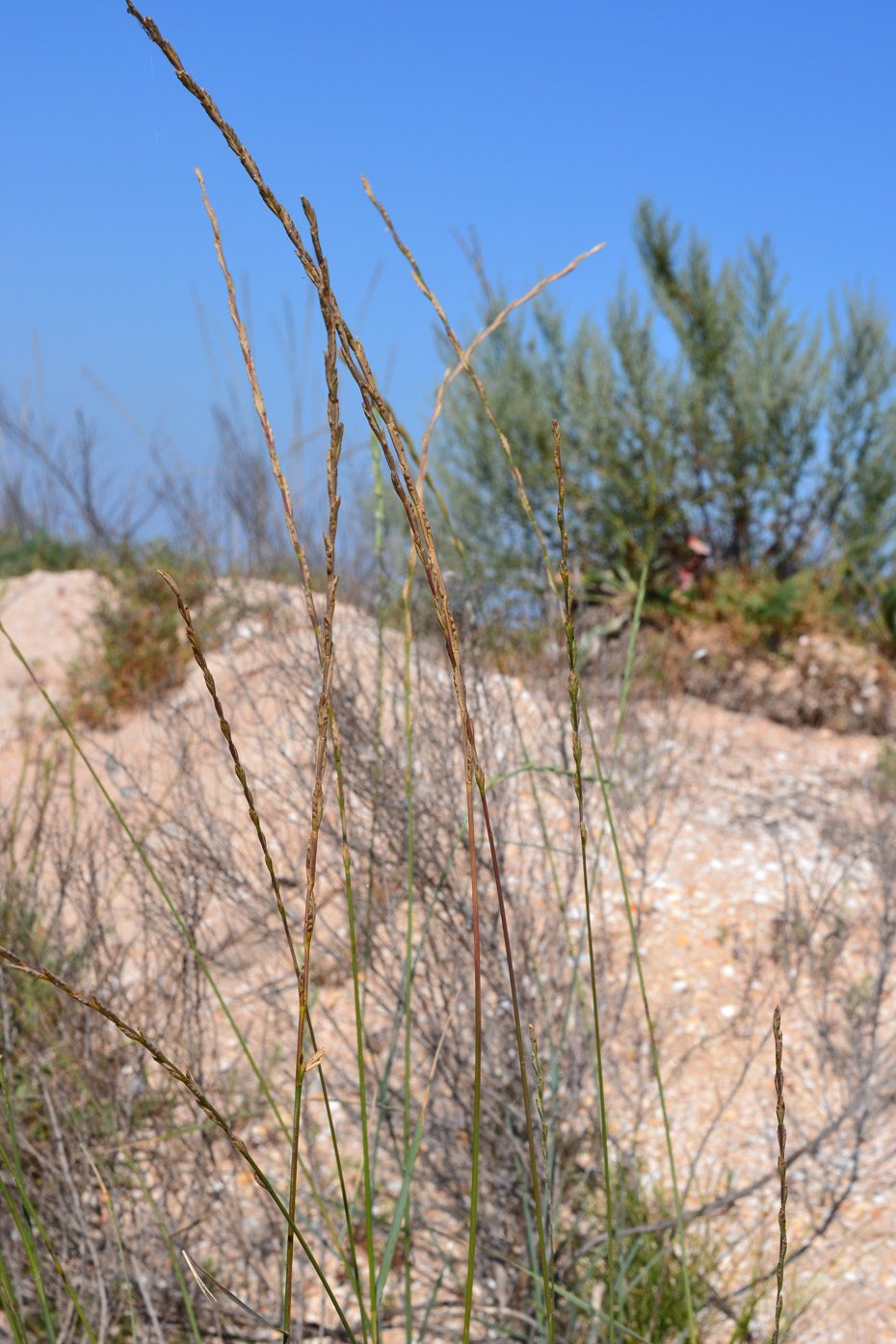 Image of Elytrigia obtusiflora specimen.