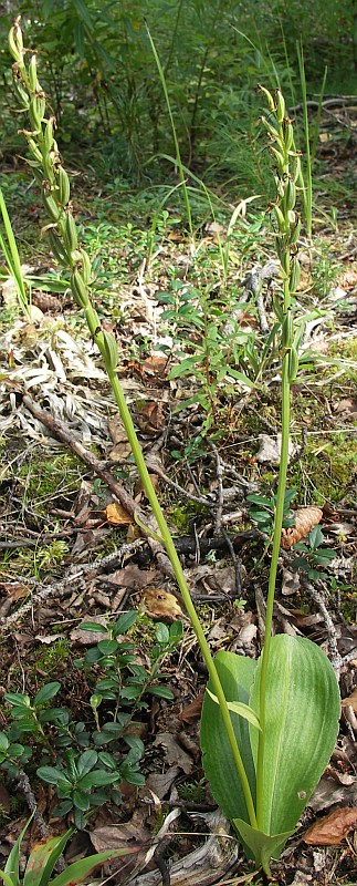 Изображение особи Platanthera bifolia.