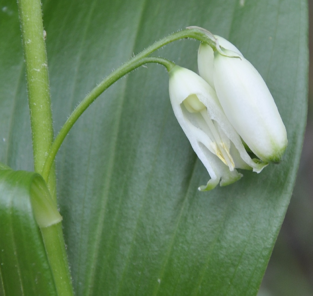 Image of Polygonatum hirtum specimen.
