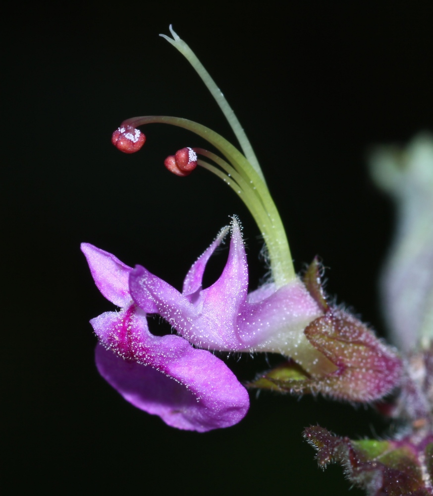 Изображение особи Teucrium ussuriense.