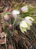 Pulsatilla uralensis. Цветущие растения. Свердловская обл., Шалинский р-н, левый берег р. Чусовая, камень Виннокуренный, открытый крутой склон. 28.04.2012.