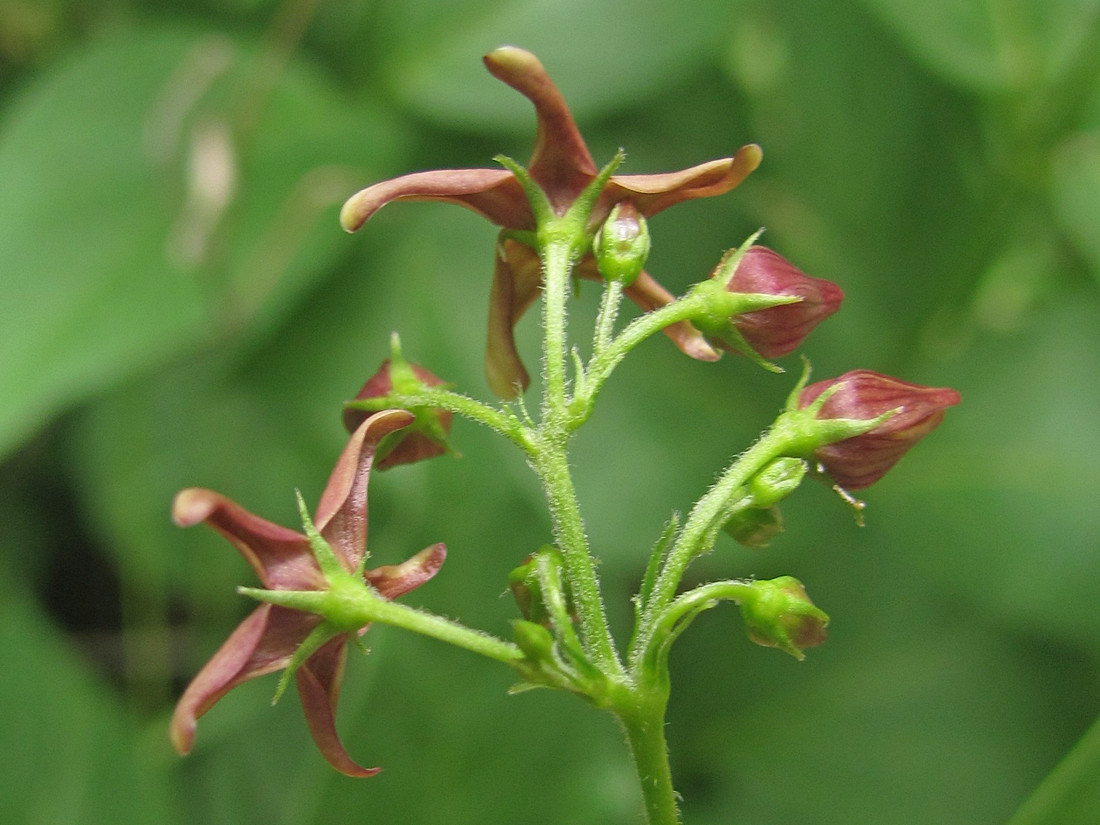 Изображение особи Vincetoxicum rossicum.