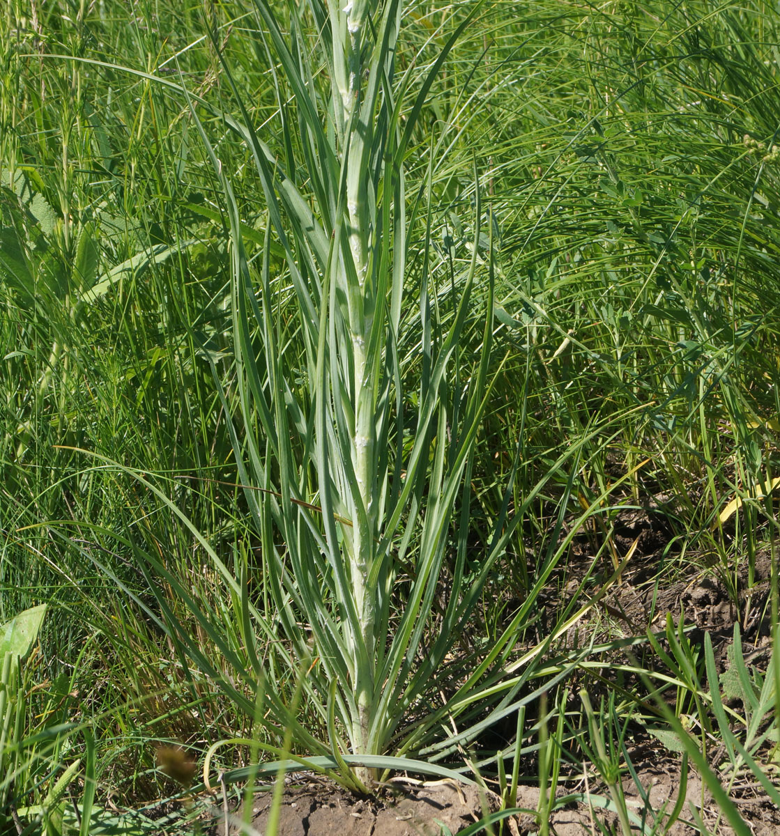 Изображение особи Tragopogon orientalis.