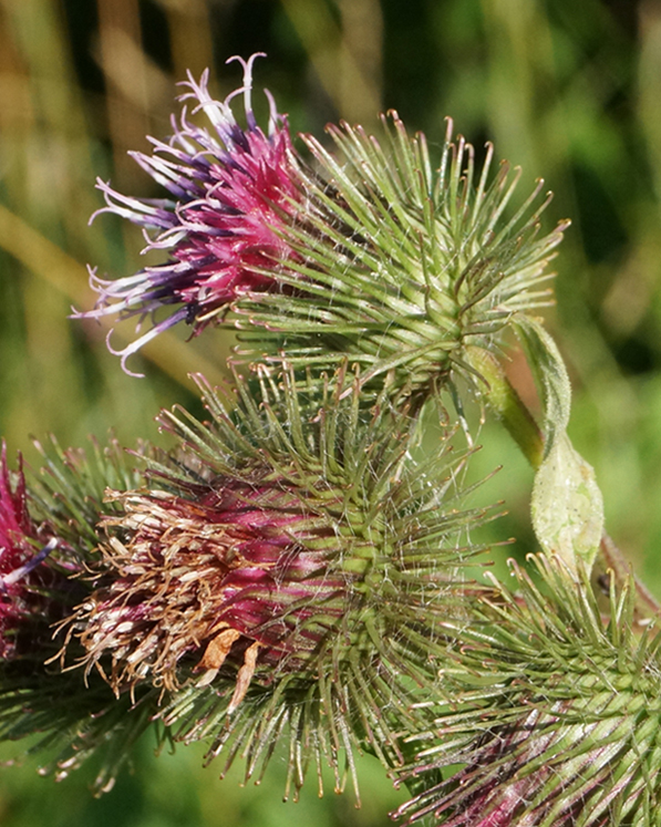 Image of Arctium tomentosum specimen.