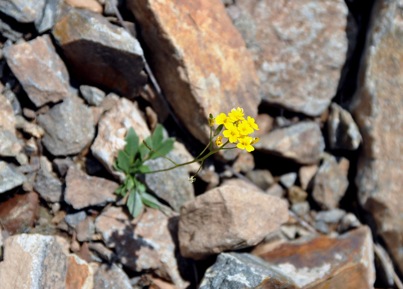 Image of Draba hispida specimen.