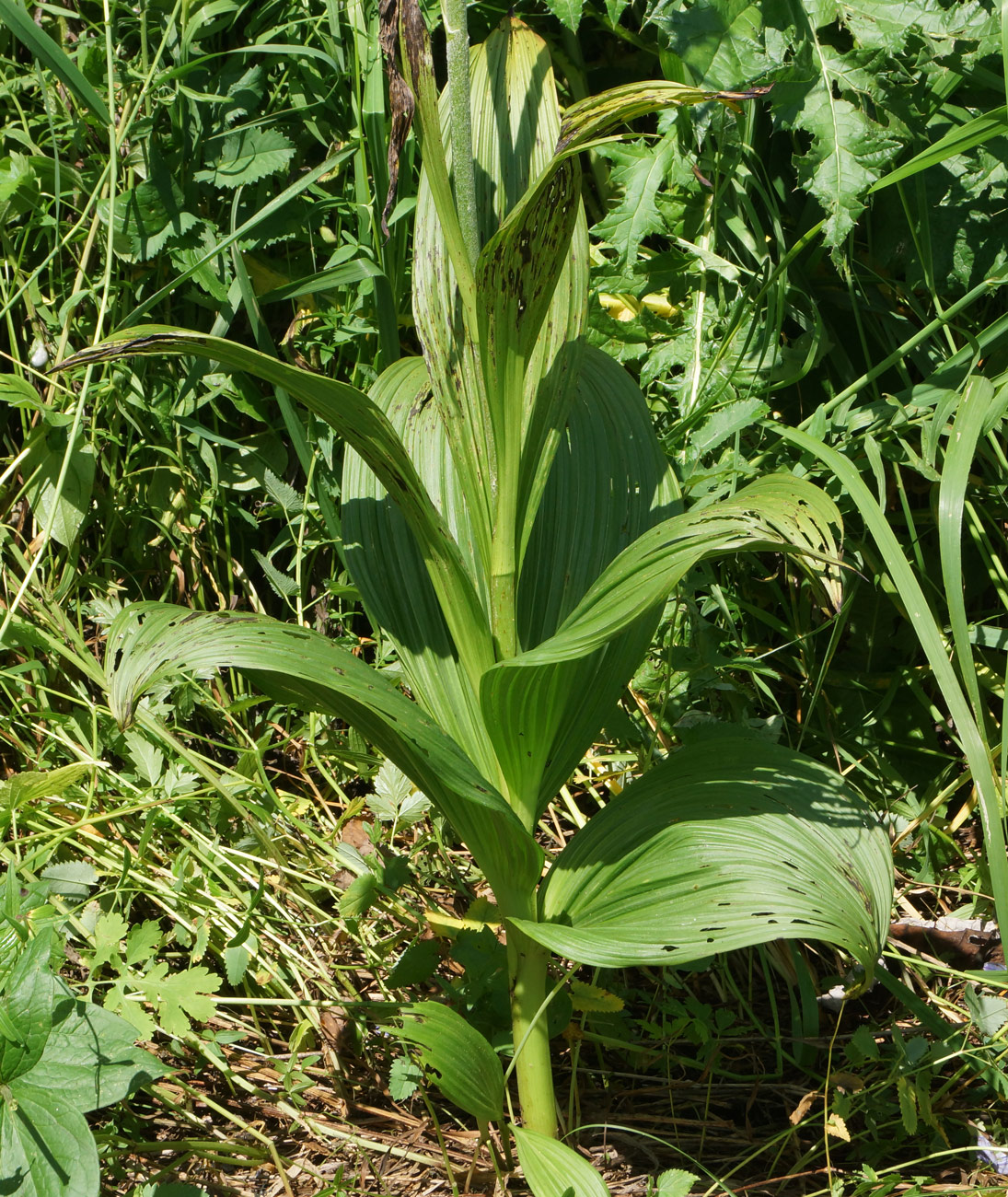 Изображение особи Veratrum nigrum.