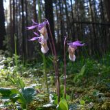 Calypso bulbosa. Цветущие растения в таёжном лесу. Свердловская обл., окр. г. Североуральск. 30.05.2007.