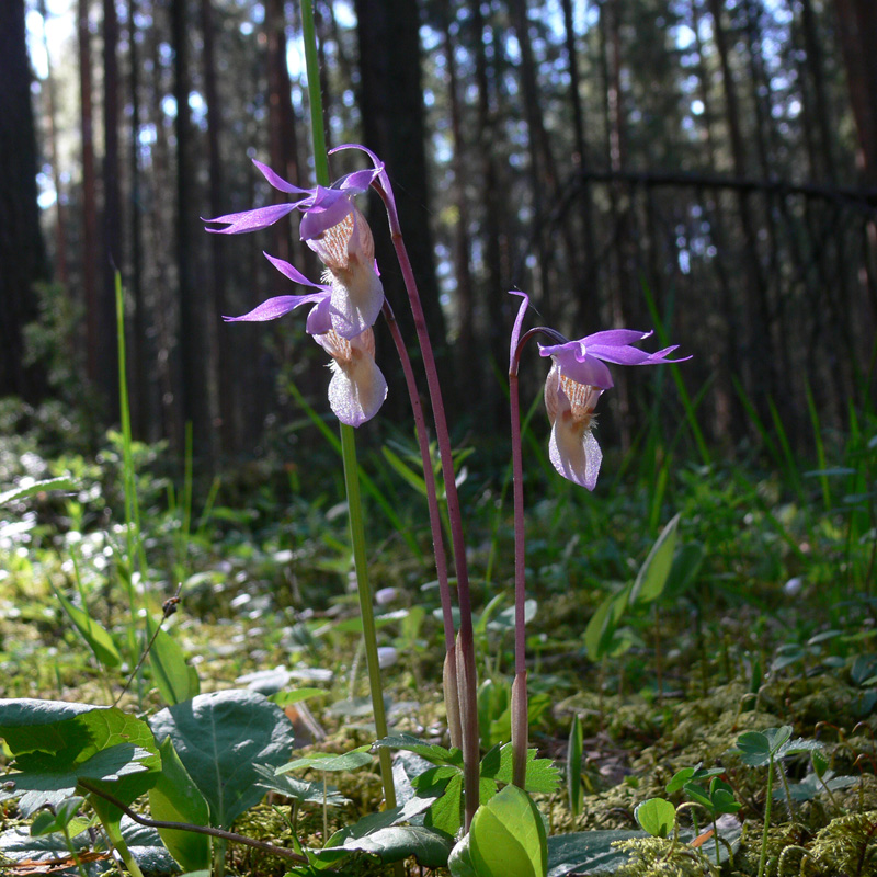 Изображение особи Calypso bulbosa.