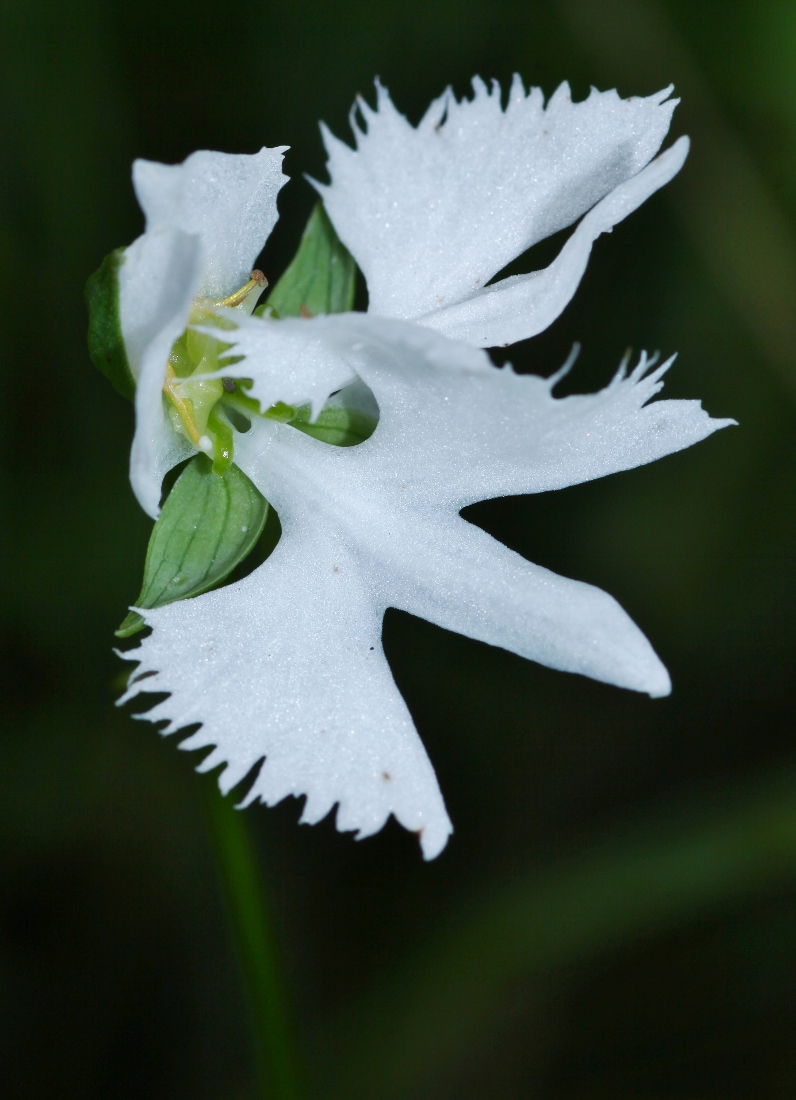 Image of Habenaria radiata specimen.