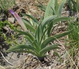 Iris glaucescens