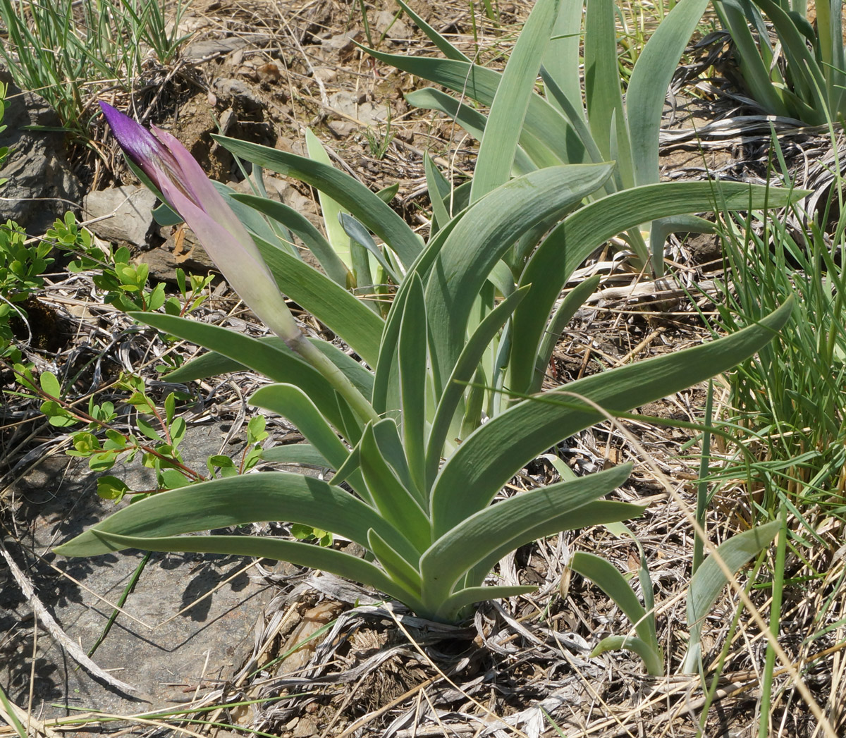 Image of Iris glaucescens specimen.