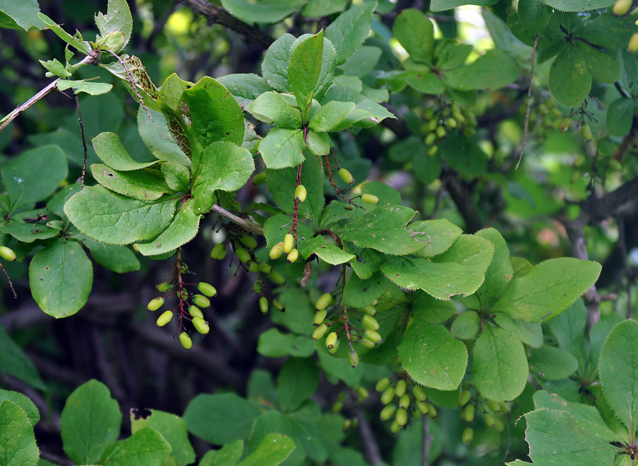 Image of Berberis amurensis specimen.