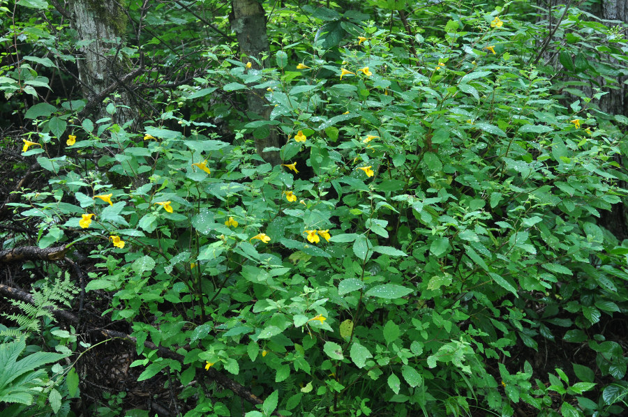 Image of Impatiens noli-tangere specimen.