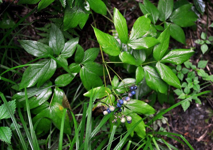 Image of Caulophyllum robustum specimen.