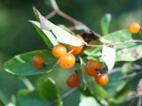 Lonicera tatarica. Верхушка побега с плодами. Ленинградская обл., г. Волхов, левый берег, Октябрьская наб., около типографии. 06.08.2013.