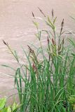 Carex acutiformis