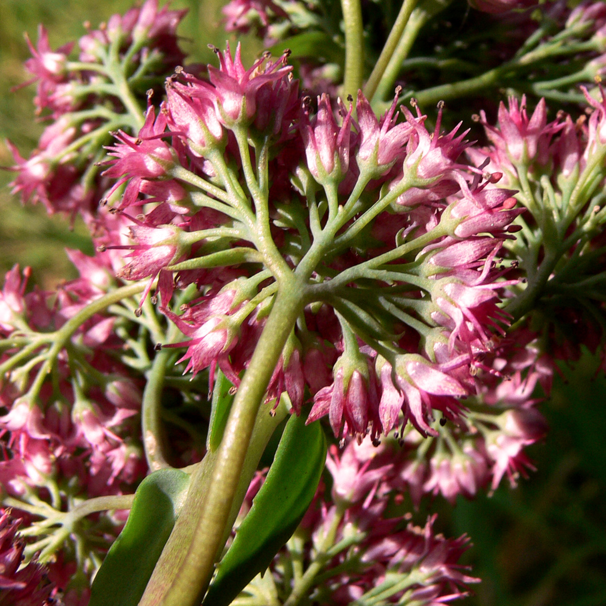 Изображение особи Hylotelephium triphyllum.