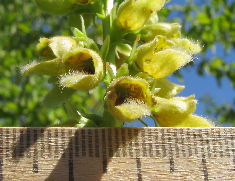 Изображение особи Digitalis schischkinii.