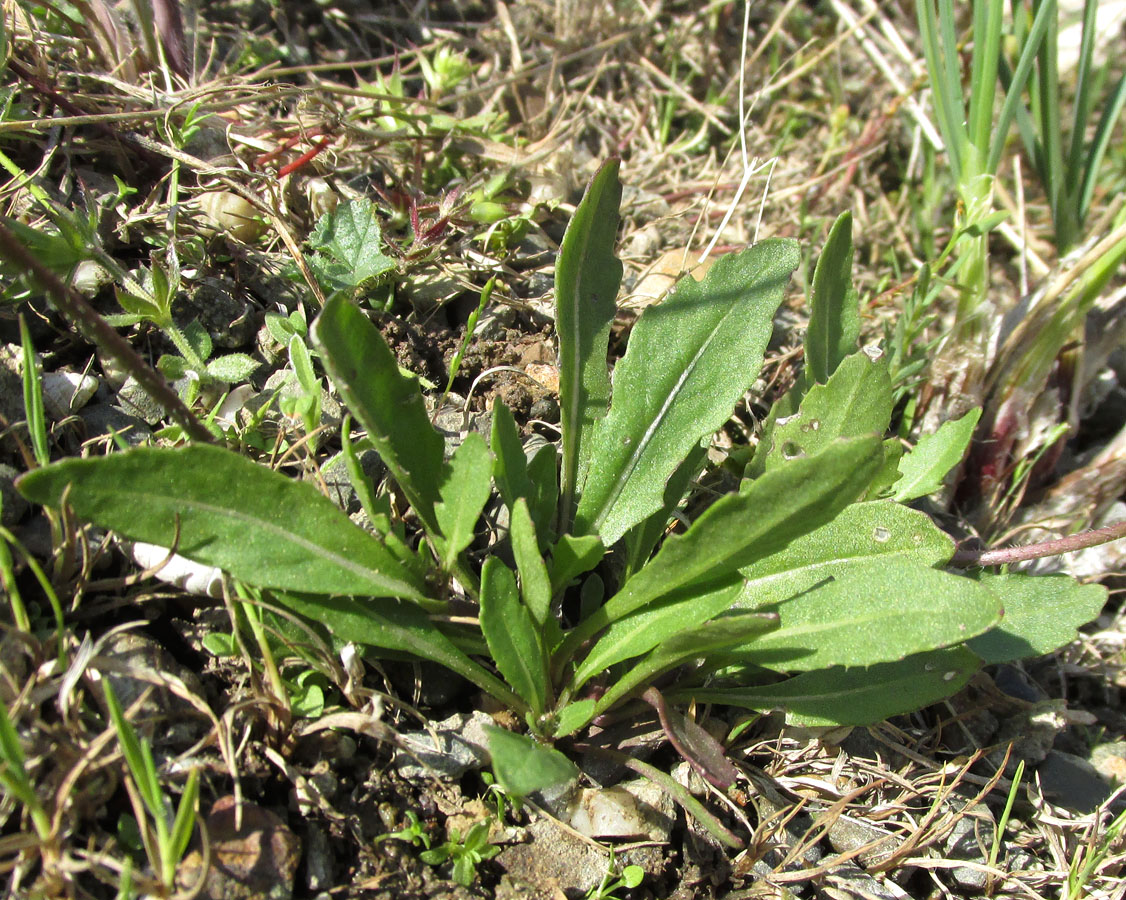 Image of Diplotaxis muralis specimen.