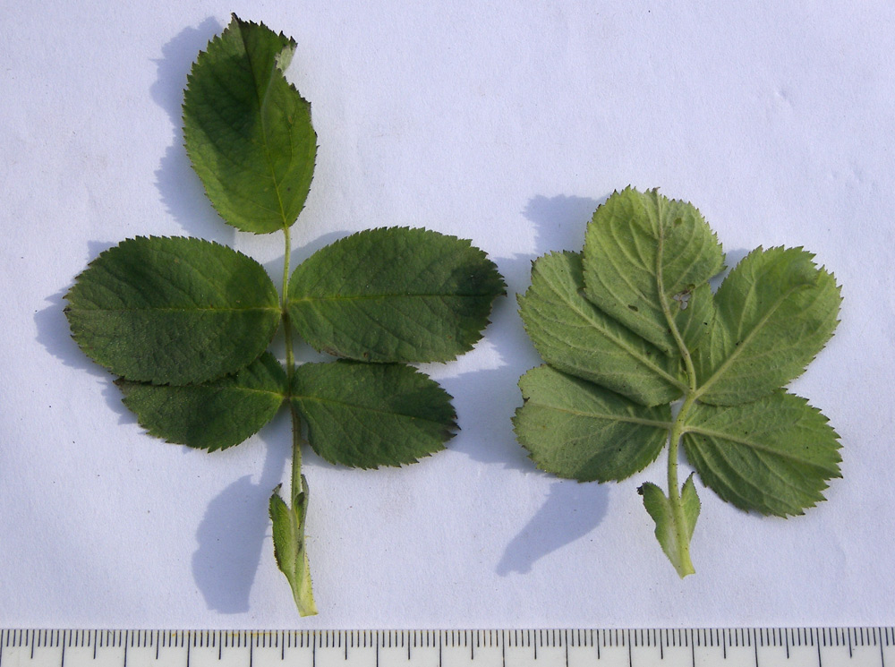Image of Rosa subpomifera specimen.