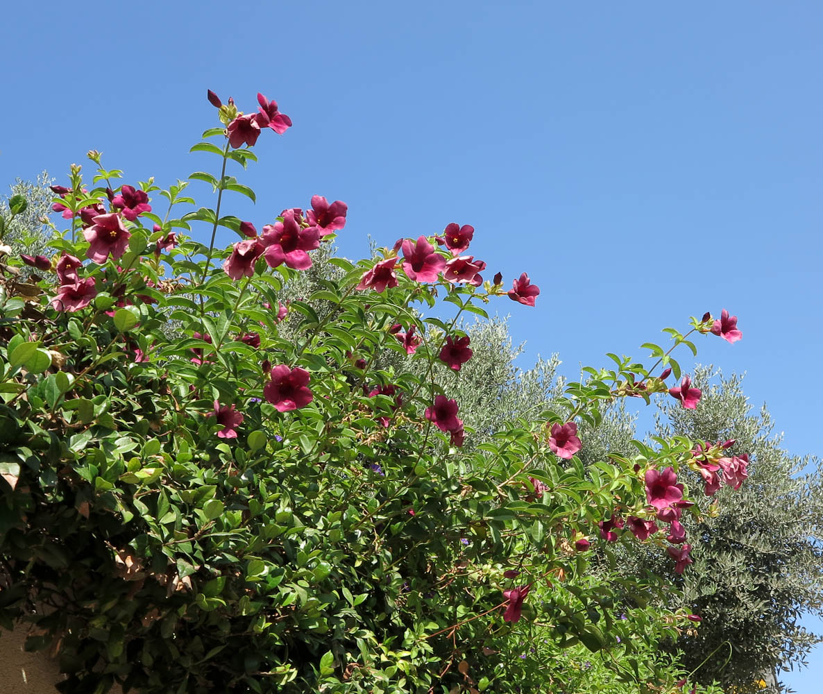 Image of Allamanda blanchetii specimen.