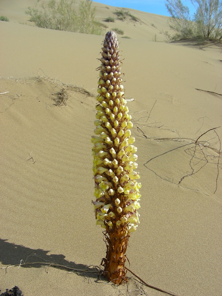 Image of Cistanche flava specimen.