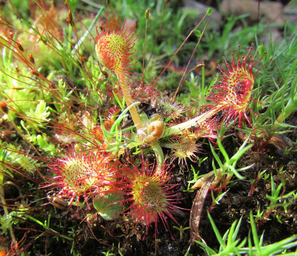 Image of Drosera rotundifolia specimen.