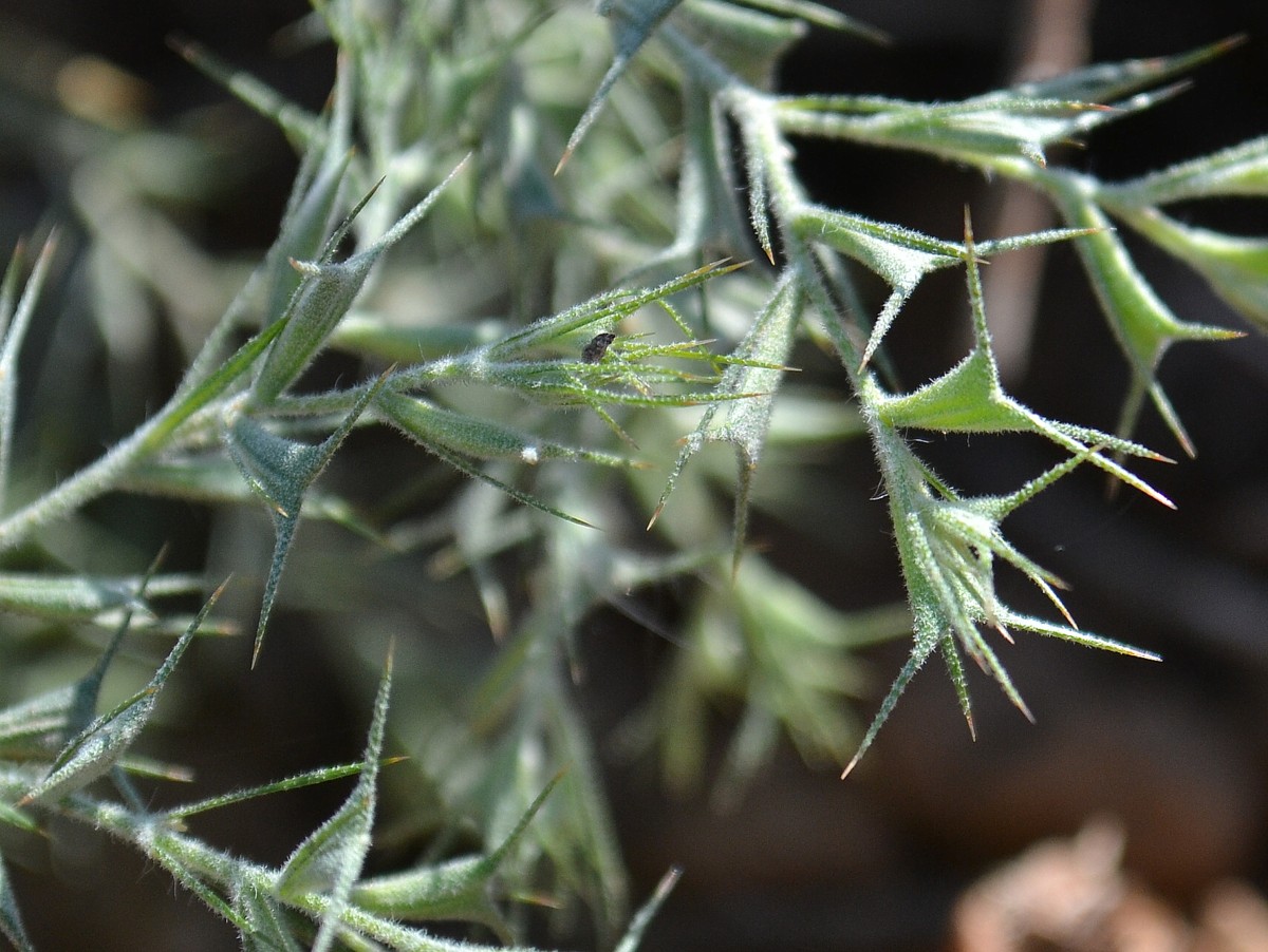 Изображение особи Ceratocarpus arenarius.