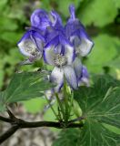 Aconitum axilliflorum. Часть побега с соцветием. Приморский край, Шкотовский р-н, окр. с. Анисимовка, в смешанном лесу. 17.08.2009.