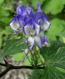 Aconitum axilliflorum