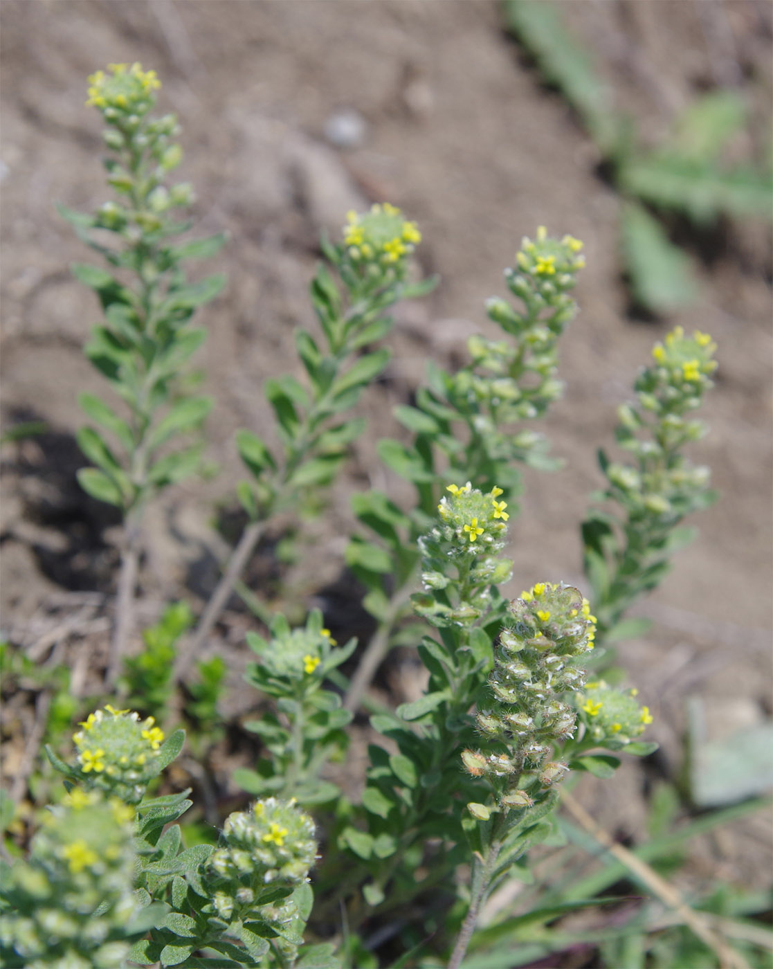 Изображение особи род Alyssum.