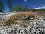 семейство Polytrichaceae