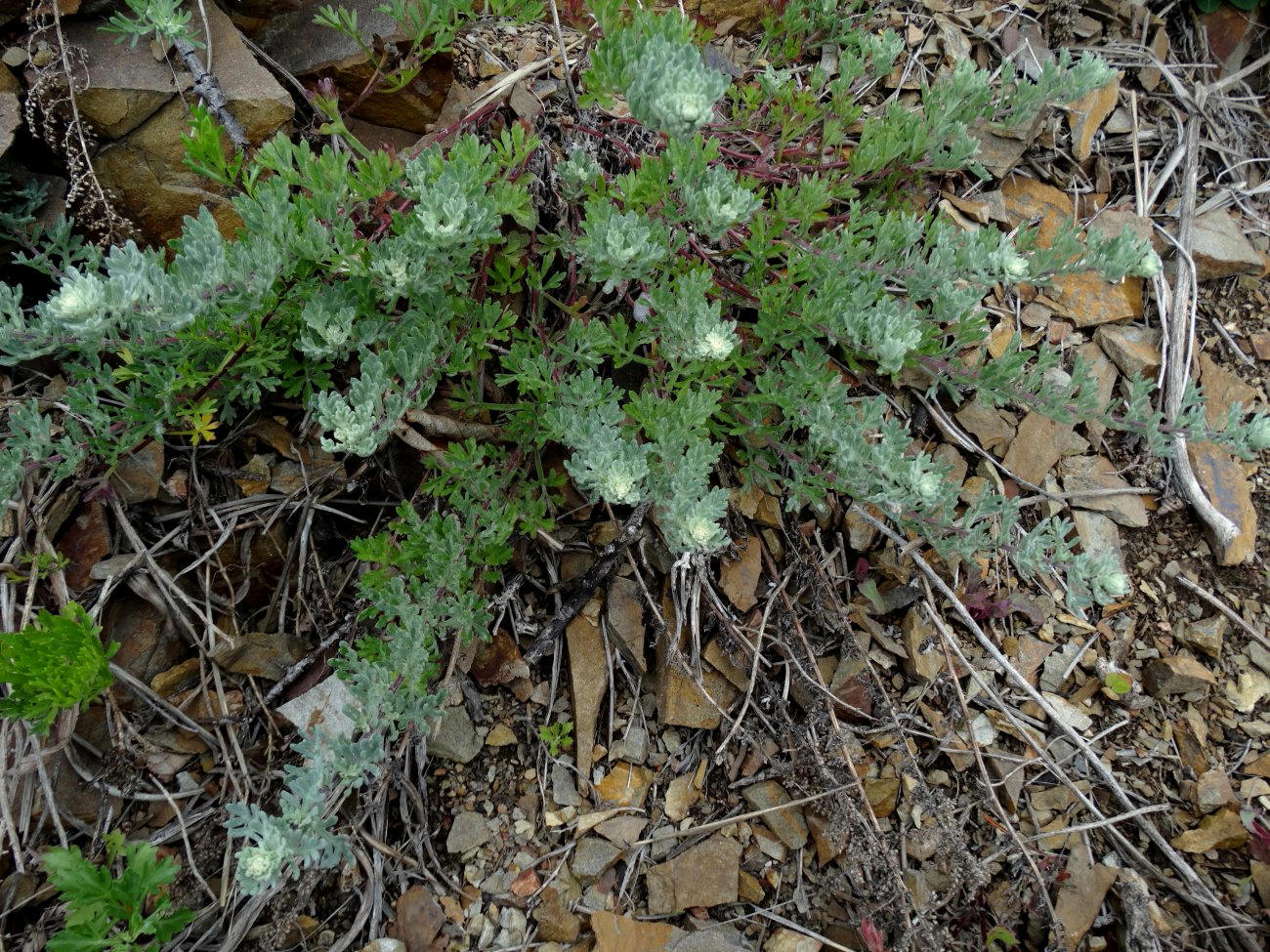 Image of genus Artemisia specimen.