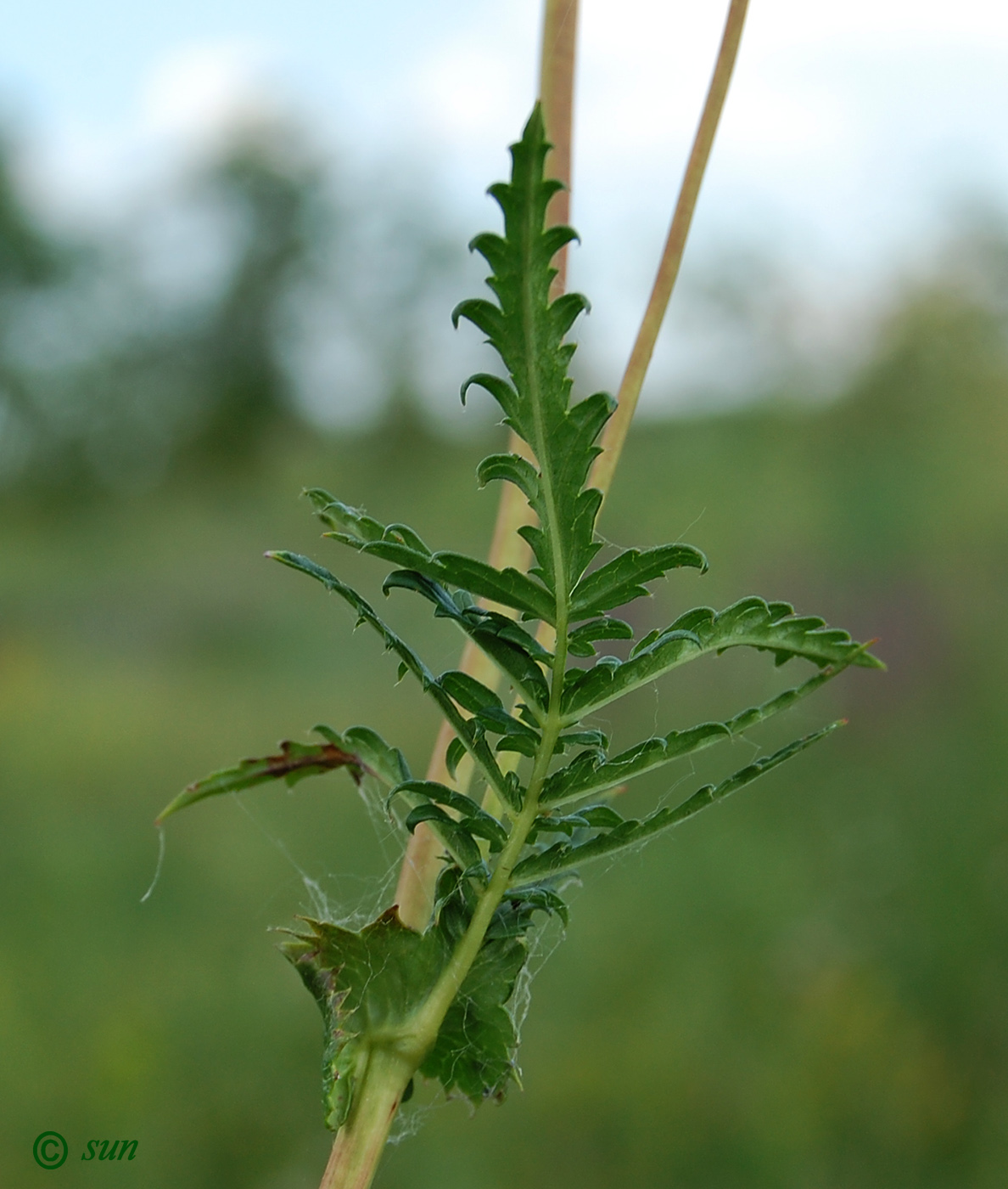 Image of Filipendula vulgaris specimen.