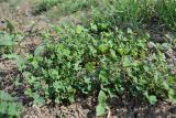 Marsilea aegyptiaca