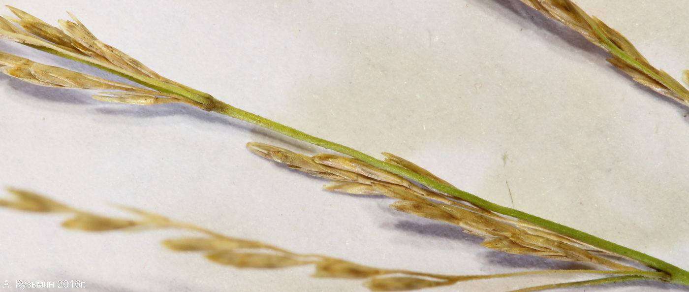 Image of genus Puccinellia specimen.