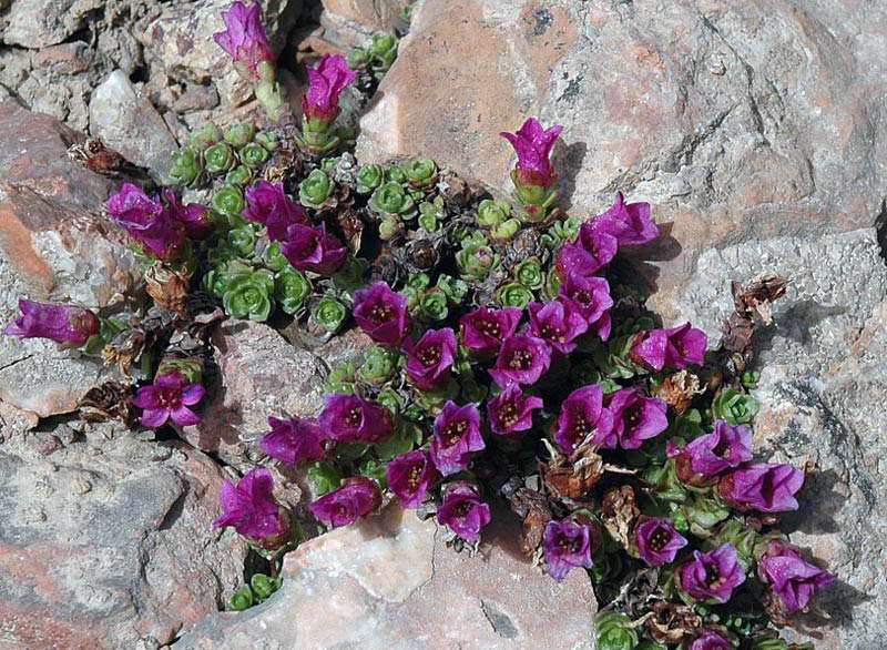 Image of Saxifraga asiatica specimen.