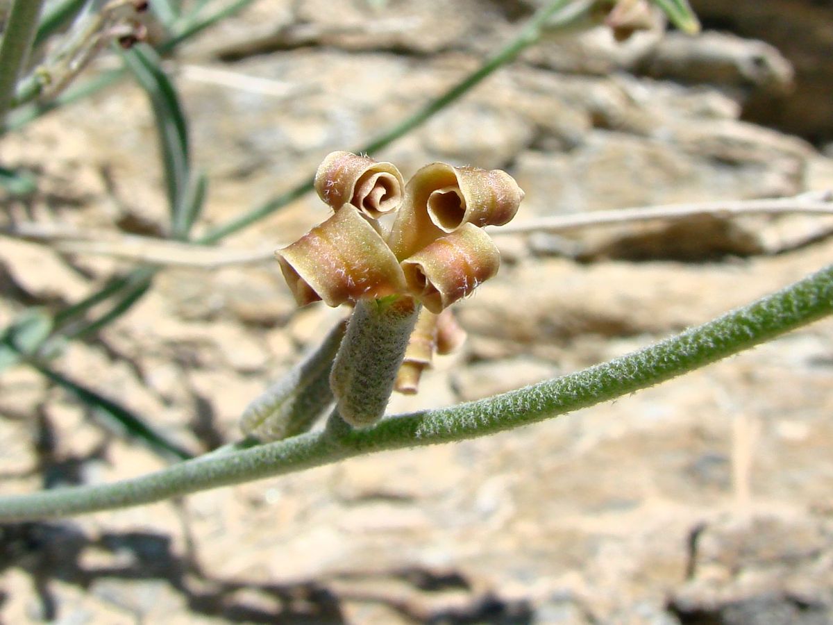 Image of Matthiola integrifolia specimen.