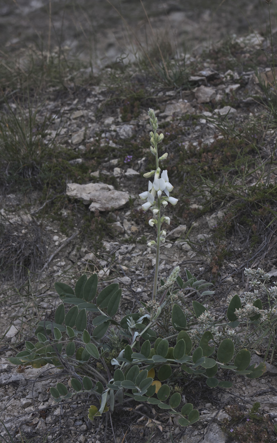 Image of Onobrychis pallasii specimen.