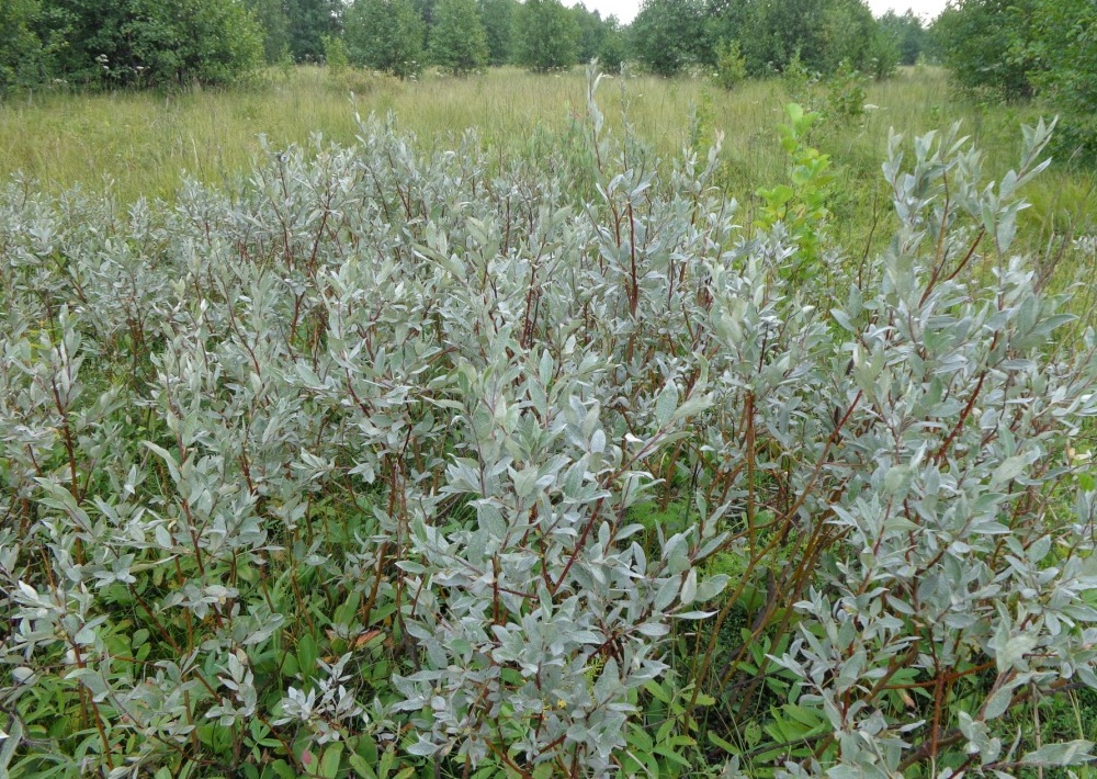 Image of Salix lapponum specimen.