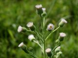 Erigeron acris. Верхушка соцветия. Приморье, ЗАТО г. Фокино, о. Путятина, разнотравный луг. 17.08.2016.