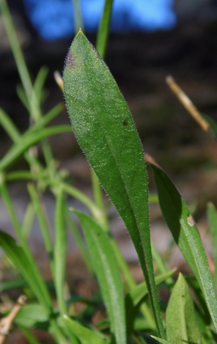 Изображение особи Silene saxatilis.